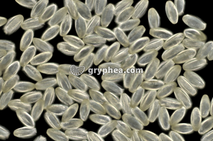 Pollen Erable x100 - gryphea.com